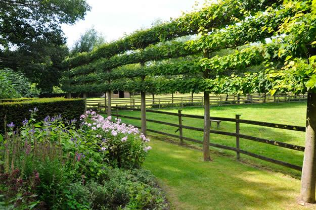 Espalier Trees